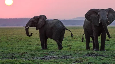Благодарный индиец завещал свои миллионы слонам, которые его спасли