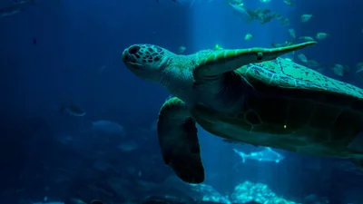 «Захватили» океан: дрон зафиксировал миграцию 64 тысяч черепах