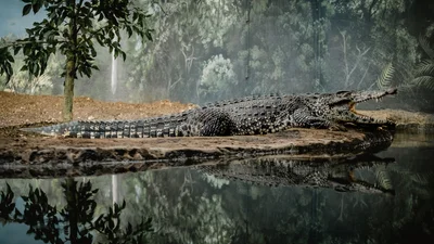 Ученые ошеломили фактом, что древние крокодилы ходили на двух лапах и бегали, как страусы