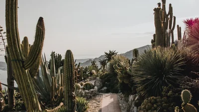 Тепер кактуси будуть використовувати не тільки для текіли, бо вони – ідеальна екошкіра