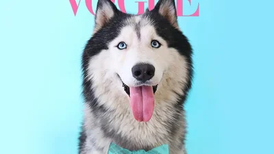 Юзеры создают крутые обложки для Vogue с собаками, потому что это новый забавный челлендж