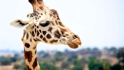 Видео, где жирафа догоняет туристов, стало вирусным
