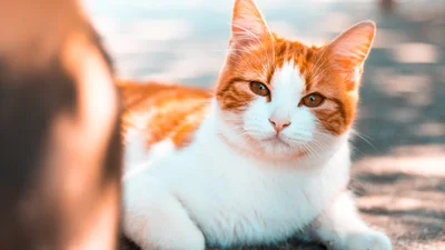 Интернет покорил грозный котик, что самоотверженно охраняет арбузы