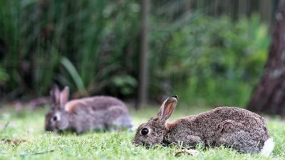 Епічна битва зайців посеред вулиці розсмішила інтернет