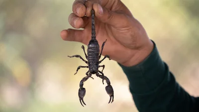 Ученые показали древних скорпионов, которые были большими, чем люди