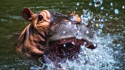 Птахи сіли на спини бегемотів, аби пройти повз крокодилів, і ці хитруни підкорили мережу