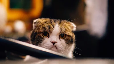 В інтернеті знайшли кота з найсумнішим виразом обличчя - він наче символ 2020 року