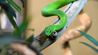 Исследователи показали в поразительном видео, как летают змеи