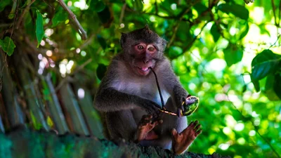 Вся сеть смеется над видео с обезьяной, которая пытается раздеть туристку