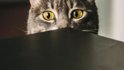«Закрийте його»: господар дізнався про таємне життя кота завдяки запискам у нашийнику