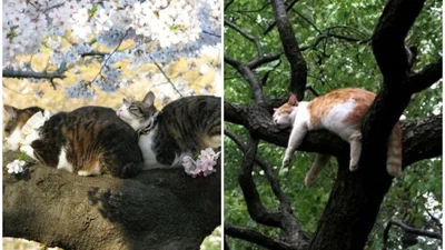 20 смешных моментов, когда коты доказали, что могут засыпать где угодно и в любых позах