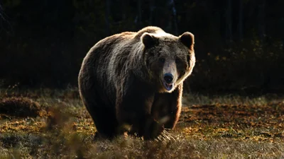 Медведь хотел познакомиться с туристками - их смелая реакция превзошла его ожидания