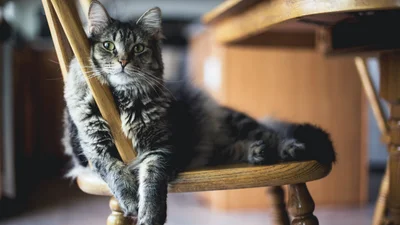 В TikTok появился котик, который повышает самооценку пользователей