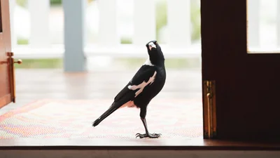 Наглая сорока напала на парня, и это видео – настоящий эпик фейл