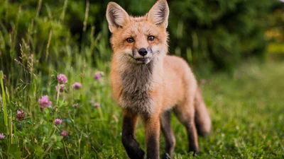У Берліні зловили на гарячому лисицю, яка викрала у місцевих понад 100 пар взуття