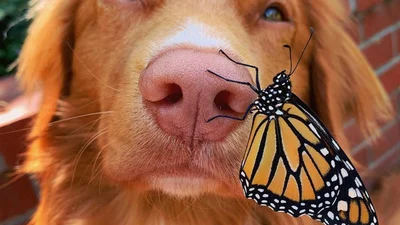 Ретривер подружился с бабочками, и эта история невероятно красивая