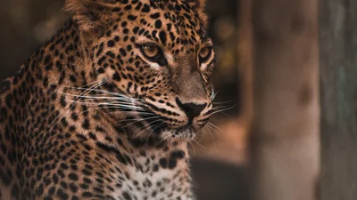 Копи ледь не посивіли через пантеру в парку, яка виявилася іграшковою