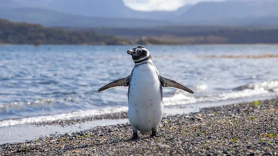 Відео дня: пінгвіни кайфують від автомата з мильними бульбашками