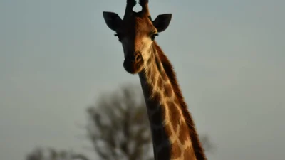 Рекордний зріст: у Австралії знайшли найвищого у світі жирафа