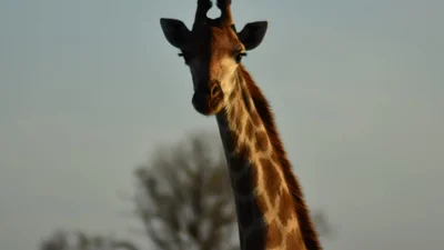 Рекордний зріст: у Австралії знайшли найвищого у світі жирафа