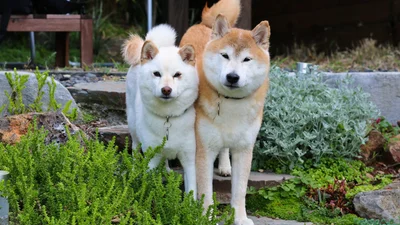 Це відео з двома забавними песиками, що кружляють, зламає тобі мозок