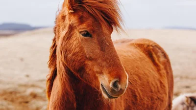 Ти реготатимеш із нахабної сороки, яка намагається вкрасти у поні його ж волосину