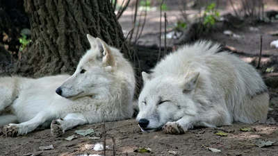 Мегаленивые волки рассмешили интернет, ведь они даже воют лежа