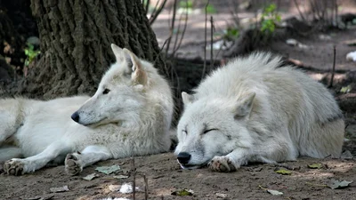 Мегаліниві вовки розсмішили інтернет, адже вони навіть виють лежачи
