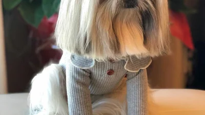 Пес прославився завдяки тому, що нереально схожий на Леді Гагу