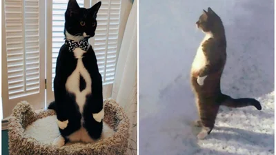 20 смешных моментов, когда коты думали, что они пингвины