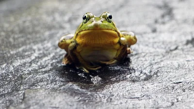 Вчені з'ясували, що у жаб також існує гарем