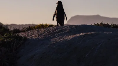 Британские копы задержали на дороге пингвина, который сбежал из дома