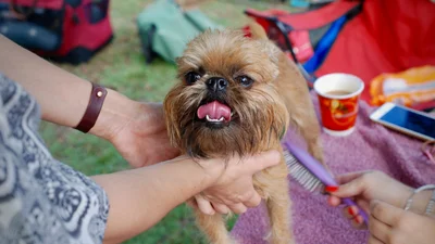 Перукар самостійно підстригла свого песика, і тепер над його зачіскою регоче вся мережа
