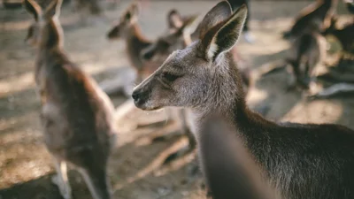 В Австралии выпал снег, и реакция кенгуру на него была очень неожиданной и смешной