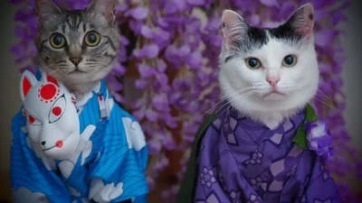 Парень шьет милые костюмчики для котиков в стиле аниме, которые попадают прямо в сердце