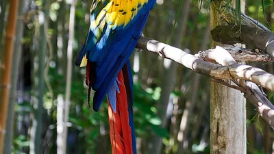 Папуга, який ідеально виконав хіт Бейонсе, полонить твоє серце