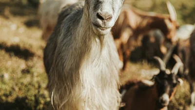 Йога с козами, которая стала трендовой в США, поразила мир