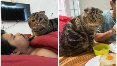 Кот, который ревнует хозяина к жене, покорил интернет своими эмоциями