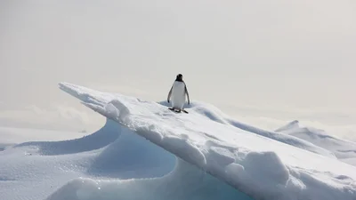 Видео дня: одинокий пингвин с восторгом смотрит ролики о себе подобных
