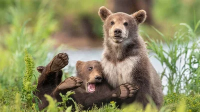Вульгарная обезьяна и смешные медведи: финалисты Comedy Wildlife Photography Awards