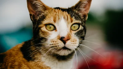 Вірна кішка, яка цілу ніч очікувала відеодзвінка господаря, вразила світ