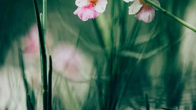 Вчені відкрили новий вид орхідей, але одразу ж його засекретили