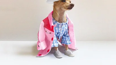 Собака-блогерка запускає власний бренд одягу, і він для людей