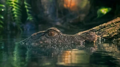 Крокодил попытался съесть черепаху и попал в смешные мемы о неудачниках