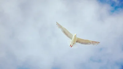 Красиві картинки з Міжнародним днем миру