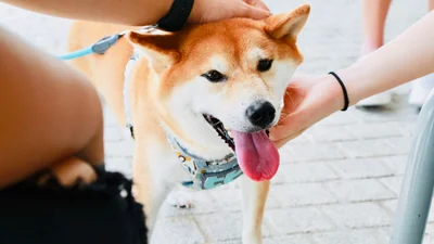 Instagram покорил пес, который умеет улыбаться