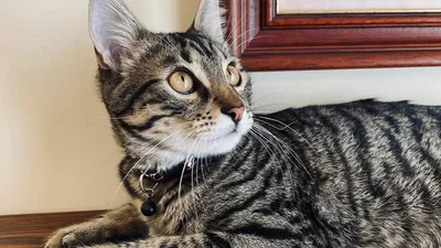 Кот из Львова покоряет Instagram и ищет хозяев для своих друзей