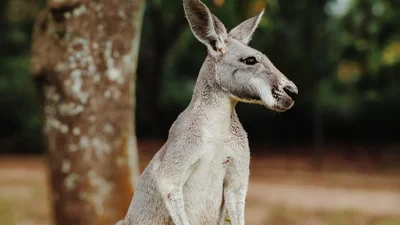 У Австралії народився кенгуру-альбінос, і він наче з іншої реальності