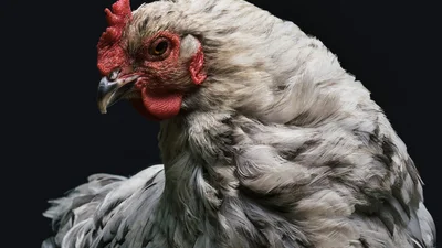 В Китае обычная курица снесла яйцо с цветным узором