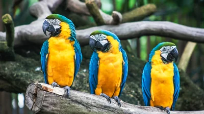 В Британии попугаев отправили на перевоспитание, ибо они ругались на посетителей парка
